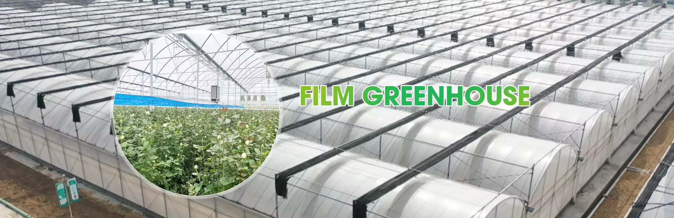 quality Multi Span Greenhouse factory